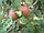 Яблоки второй сорт, фото 7