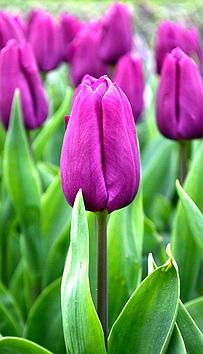 Луковицы тюльпанов Purple Prince