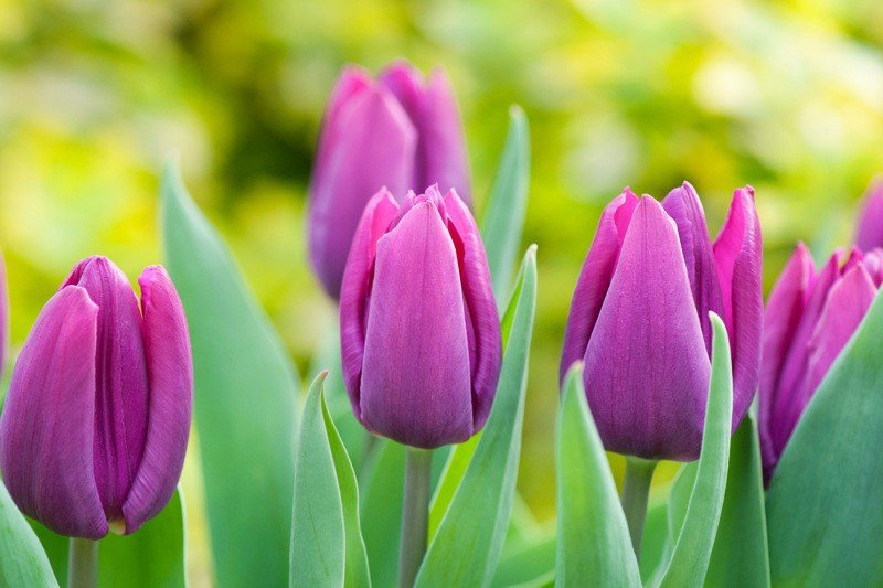 Луковицы тюльпанов Purple Prince - фото 2 - id-p77027399