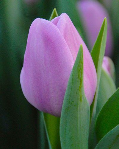 Луковицы тюльпанов Парадеро - фото 1 - id-p77027384
