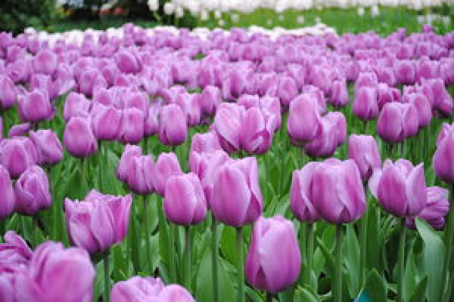 Луковицы тюльпанов Парадеро - фото 2 - id-p77027384