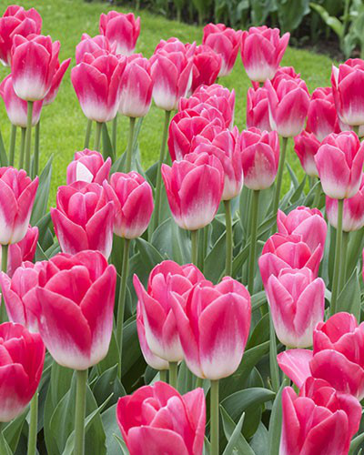 Луковицы тюльпанов Dynasty - фото 2 - id-p76272009