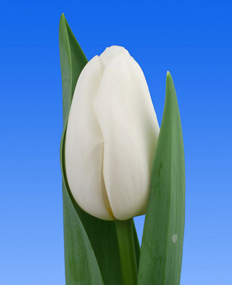 Луковицы белых тюльпанов Dynasty White