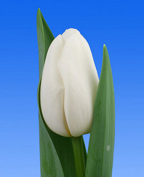 Луковицы тюльпанов Dynasty White