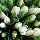 Луковицы белых тюльпанов Dynasty White, фото 2