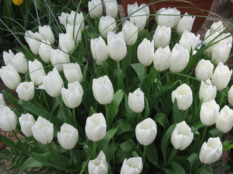 Луковицы белых тюльпанов Dynasty White - фото 3 - id-p77028664