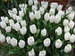 Луковицы белых тюльпанов Dynasty White, фото 3
