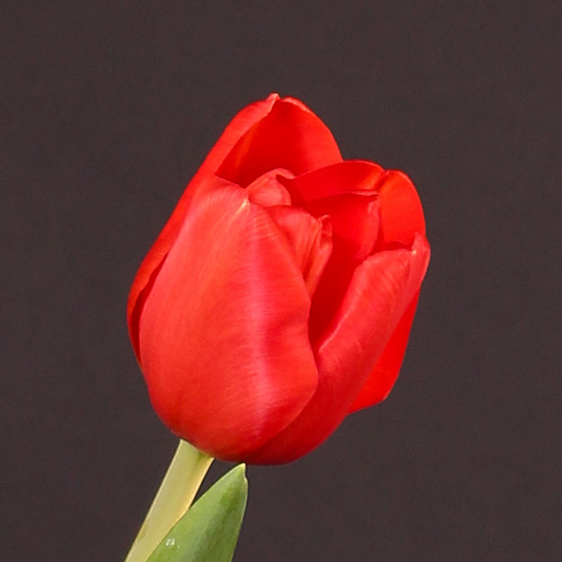 Луковицы тюльпанов Surrender - фото 1 - id-p77030148