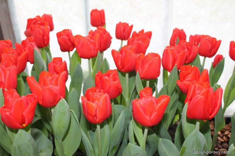 Луковицы тюльпанов Surrender - фото 3 - id-p77030148