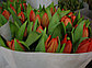 Луковицы тюльпанов Surrender, фото 4