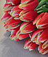Луковицы тюльпанов Leen van der Mark, фото 3