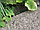 Бордюрная лента Коричневая 10 см х 9 м, толщина 1,7 мм, Беларусь, фото 2