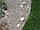 Бордюрная лента Зеленая 15 см х 9 м, толщина 1,7 мм, Беларусь, фото 5
