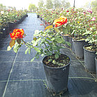Цветущие розы в контейнере, фото 2