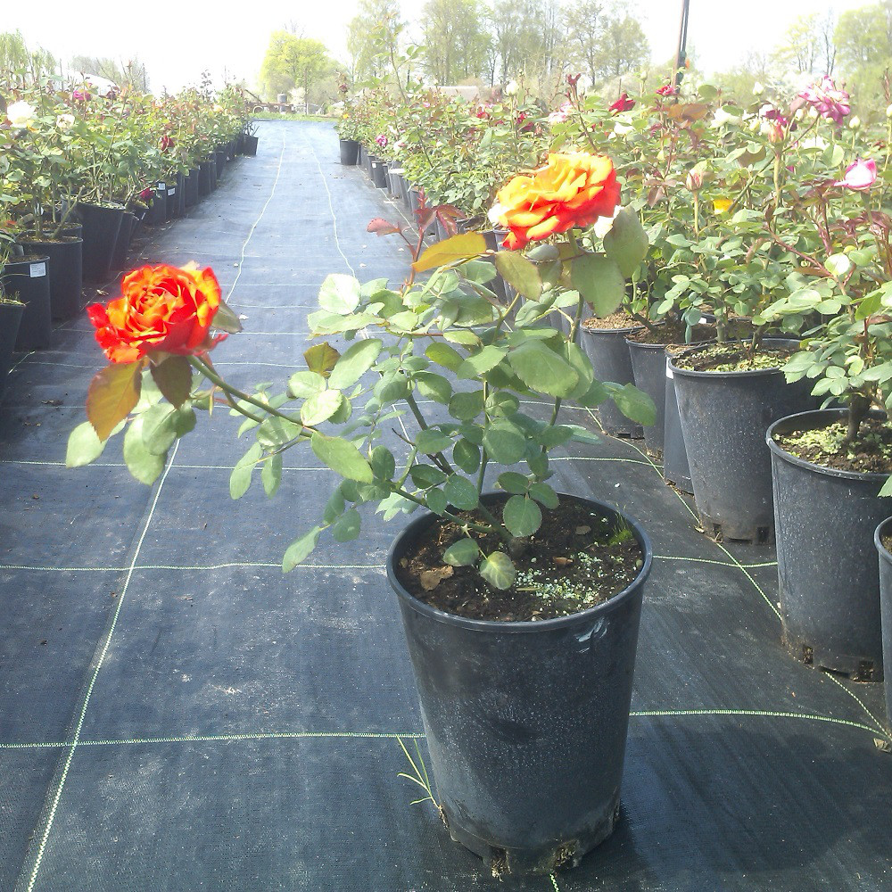 Цветущие розы в контейнере - фото 2 - id-p77184439