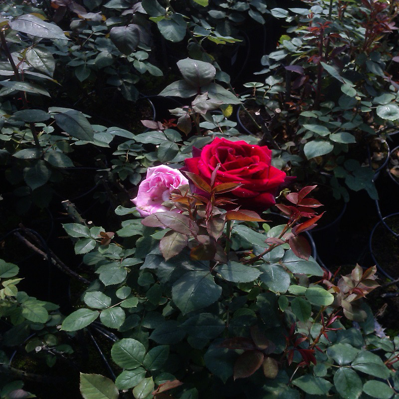 Цветущие розы в контейнере - фото 5 - id-p77184439
