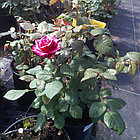 Цветущие розы в контейнере, фото 6