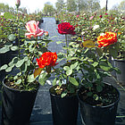 Цветущие розы в контейнере, фото 7