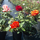 Цветущие розы в контейнере, фото 8