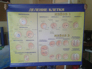 Баннер по биологии (в кабинет биологии) "Деление клетки (митоз и мейоз)"