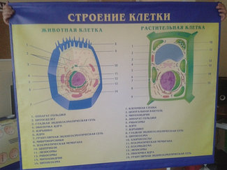 Баннер по биологии (в кабинет биологии) "Строение клетки (Животная и растительная клетка)"