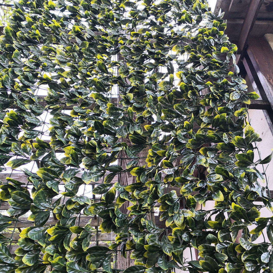 Изгородь с листьями DIVY LAURUS PLUS 3D 1х3м. - фото 5 - id-p77562072