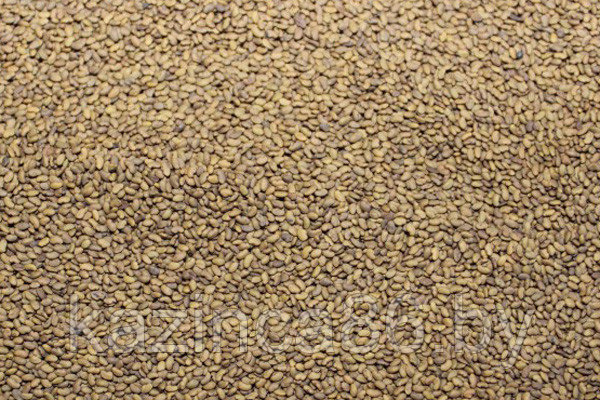 Семена донника желтого - фото 1 - id-p77615804