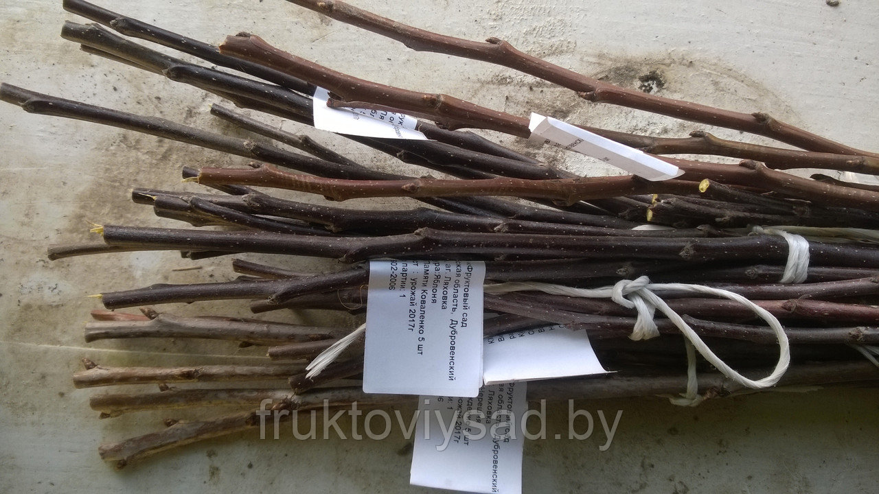Черенки районированных сортов алычи для прививки (окулировки)