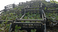 Рассада сорта земляники садовой Вима Занта, фото 1