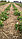Рассада земляники садовой (клубники) сорта Викода, фото 3