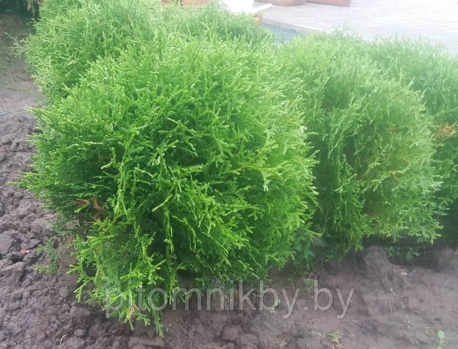 ТУЯ ХОЗЕРИ (THUJA OCCIDENTALIS HOSERI)