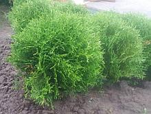 ТУЯ ХОЗЕРИ (THUJA OCCIDENTALIS HOSERI)