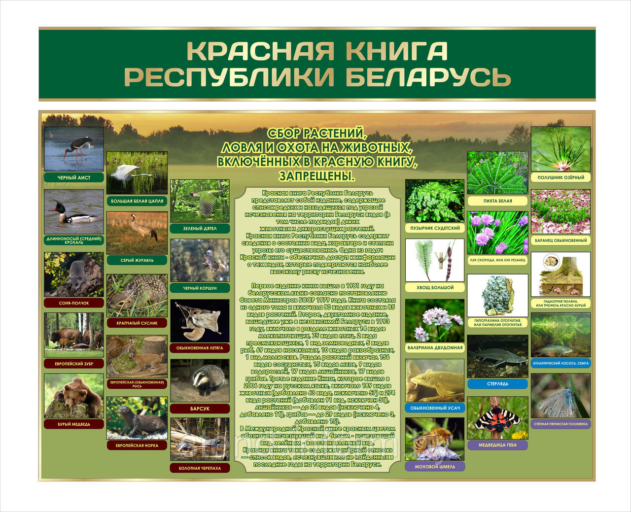 Стенд по биологии "Красная книга Республики Беларусь" р-р 100*80 см