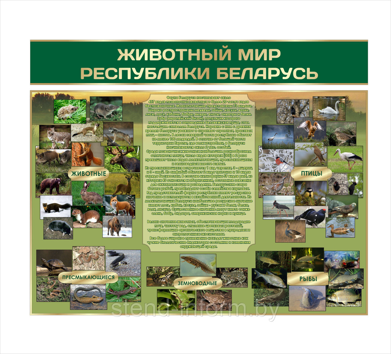 Стенд по биологии "Животный мир Республики Беларусь" р-р  100*80 см