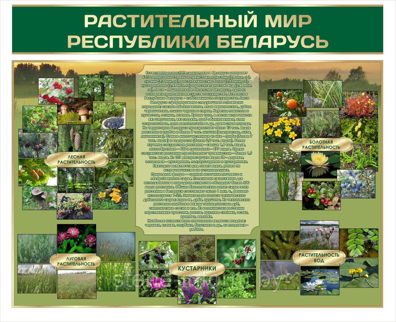 Стенд по биологии "Растительный мир Республики Беларусь" р-р 100*80 см - фото 1 - id-p3726877