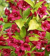 Вейгела Олимпиада (Weigela Olympiade) C5