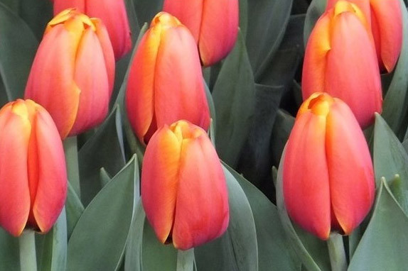 Луковицы тюльпанов гибриды Дарвина - фото 4 - id-p76285454