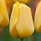 Луковицы тюльпанов гибриды Дарвина, фото 6