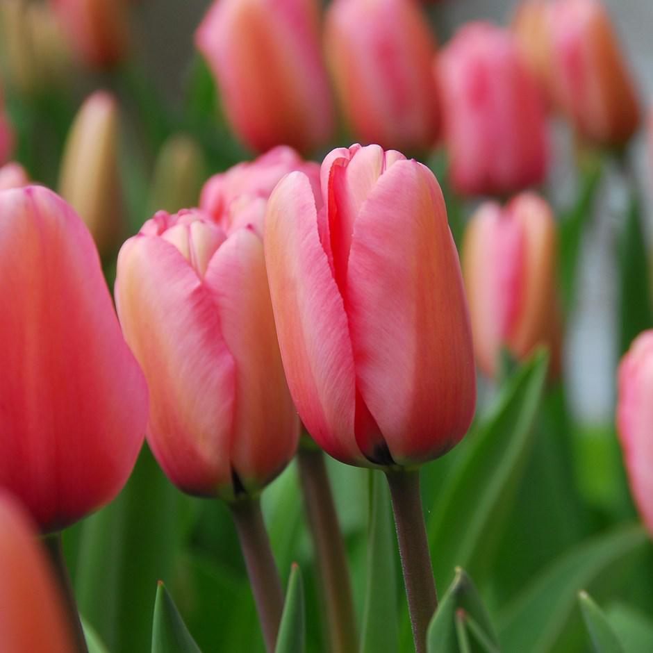 Луковицы тюльпанов гибриды Дарвина - фото 1 - id-p76285454