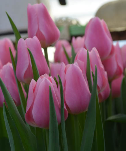 Луковицы сортовых тюльпанов - фото 3 - id-p78448721