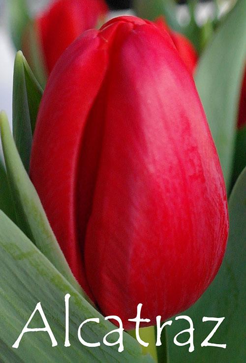 Луковицы сортовых тюльпанов - фото 4 - id-p78448721