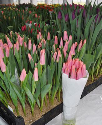 Луковицы сортовых тюльпанов - фото 10 - id-p78448721