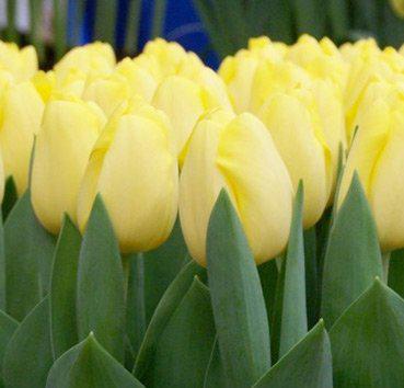 Луковицы тюльпанов из Голландии - фото 5 - id-p680293