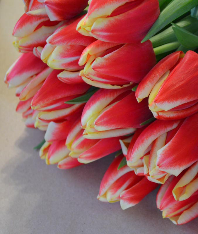 Луковицы тюльпанов из Голландии - фото 8 - id-p680293