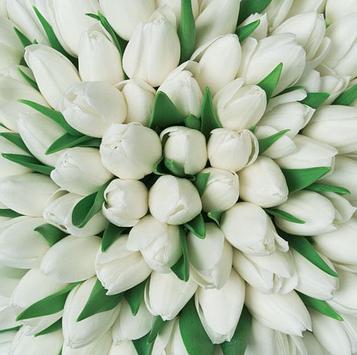 Луковицы тюльпанов White Dynasty
