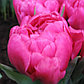 Луковицы пионовидных тюльпанов, фото 2