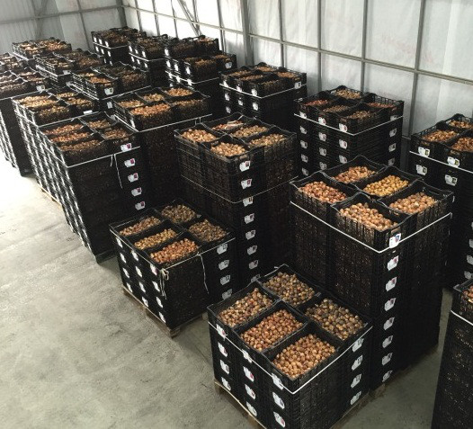 Луковицы тюльпанов из Голландии - фото 1 - id-p78449573