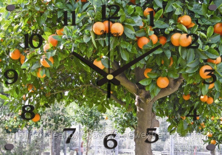 Часы настенные Апельсиновое дерево 