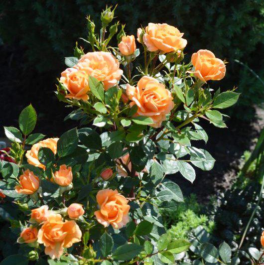 Роза "Apricot Clementine" (Эприкот Клементине) С4 возраст 2 года (Остаток 1 шт !!!)