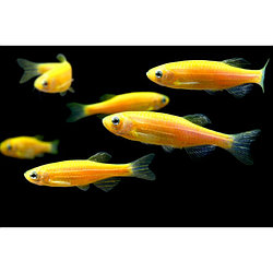Данио Глофиш (Glofish-orange) 8шт